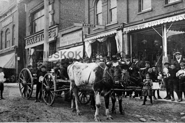 #11 Cows pull wagon in busy, muddy Bracebridge